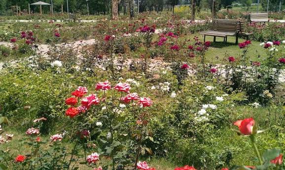 Rose & Jasmine Garden