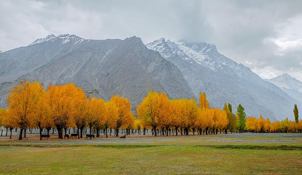 Hunza Valley Autumn Tour