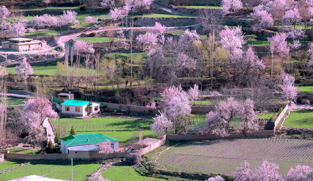Gilgit-Baltistan Apricot Blossom Tour