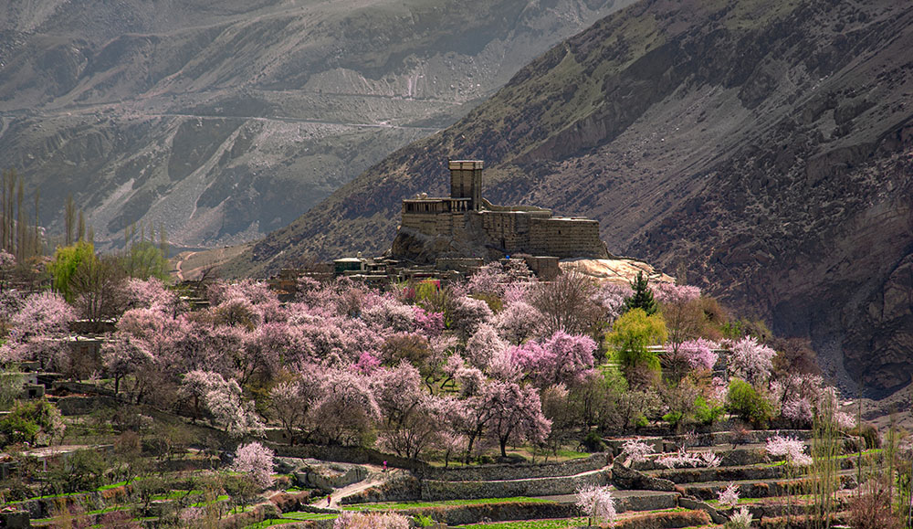 Apricot Blossom in Hunza & Nagar Valleys