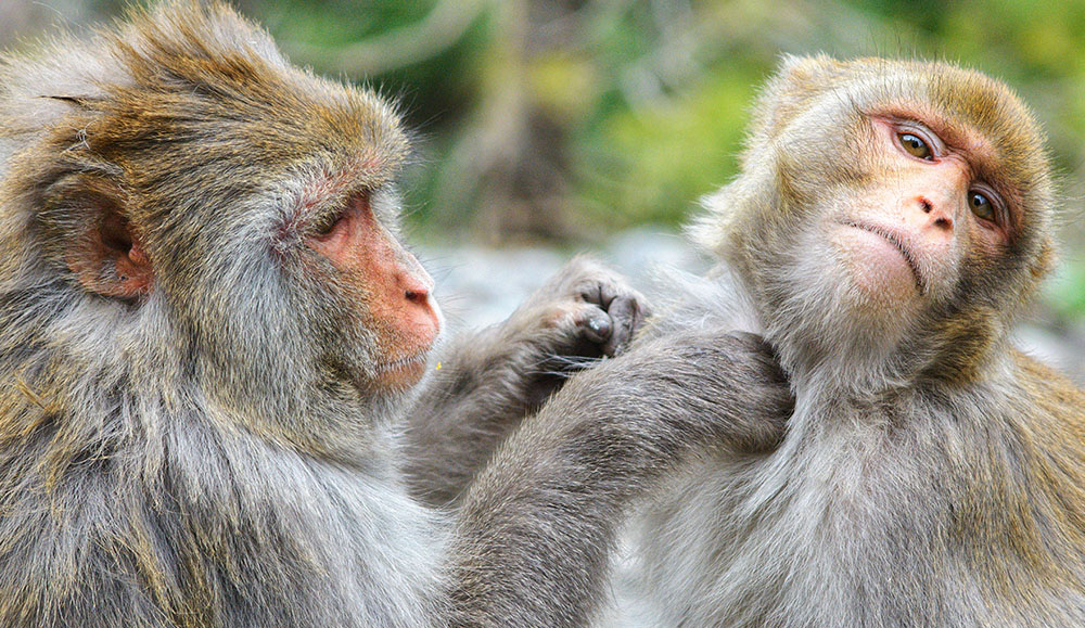 Murree Wildlife Park