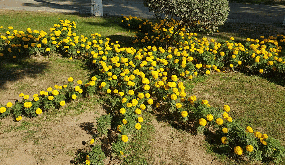 Rose & Jasmine Garden